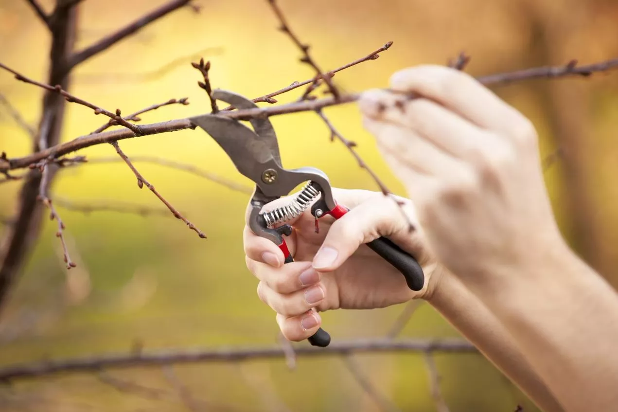 Person cutting a small branch with a hand tool