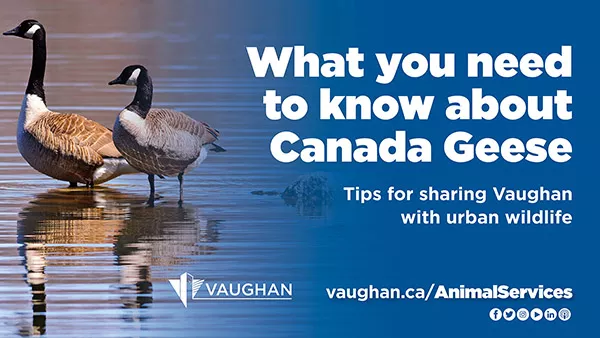 What you need to know about Canada Geese City of Vaughan