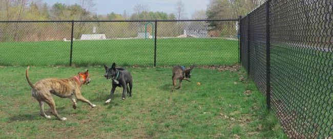 Three dogs running around an off-leash dog area.