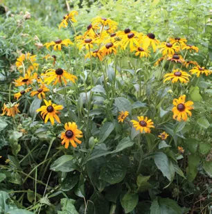 Black-eyed susans