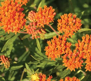 Butterfly Milkweed