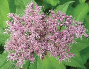 Joe Pye Weed