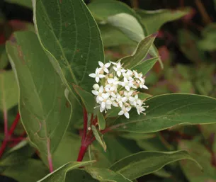 Red Osier Dogwood