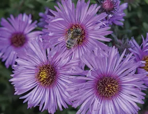 Smooth Blue Aster