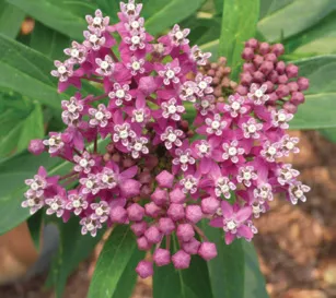 Swamp Milkweed