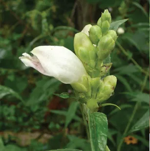 White Turtlehead