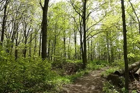 Picture of William Granger Greenway Nature Walk