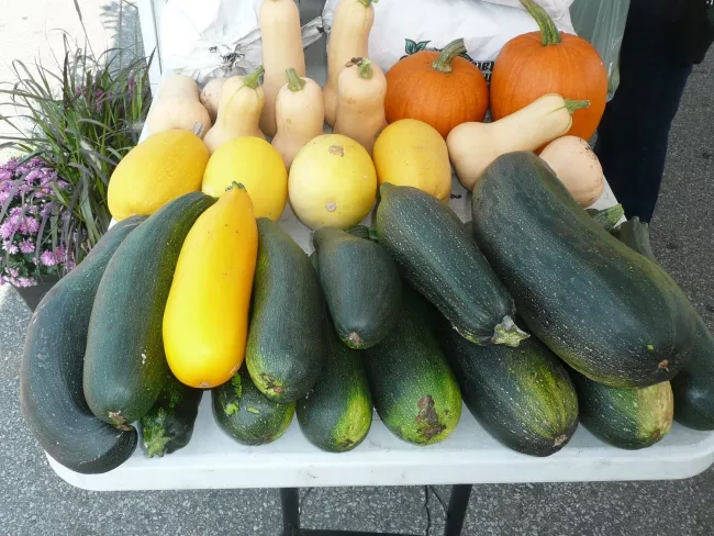 An assortment of zucchini and squash.