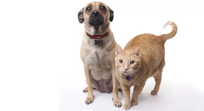 dog and cat with collars and tag