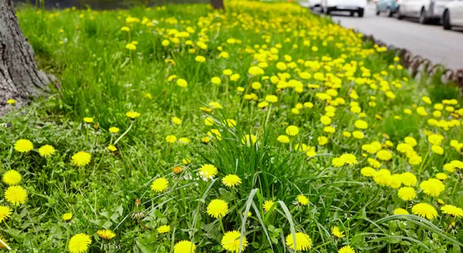 Dandelions