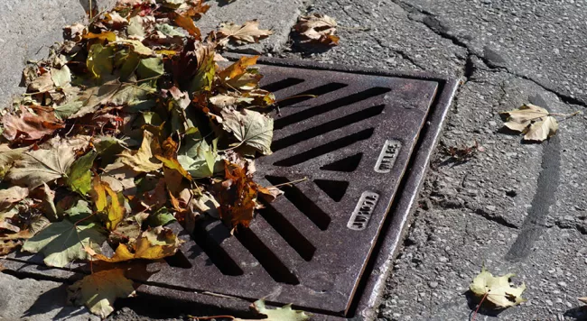 Catch basin with leaves