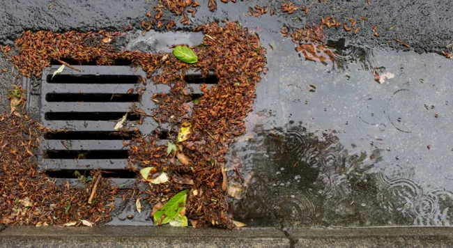 a catch basin covered in leaves