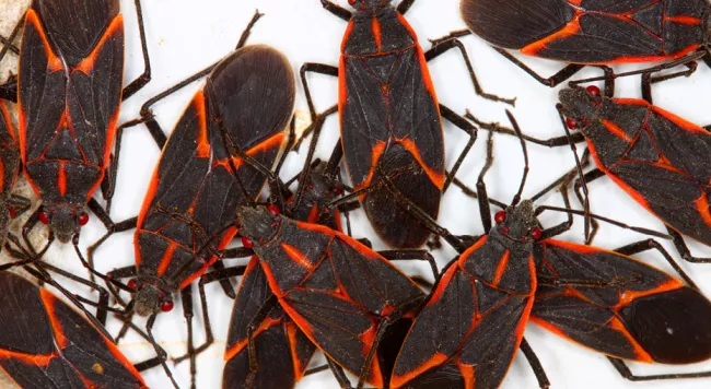 Boxelder bugs