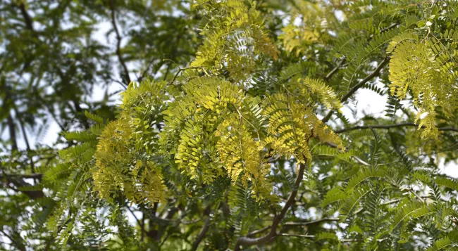 Leaves on trees