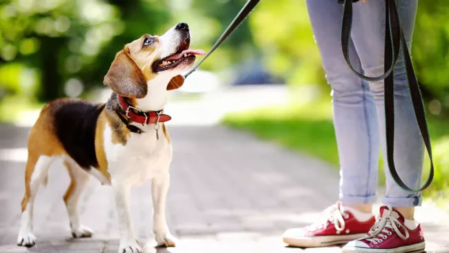 Cute dog on a leash with its owner outside