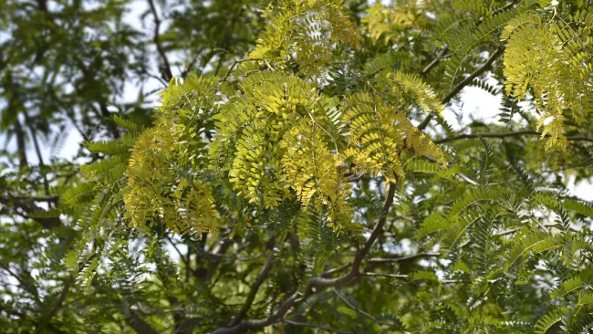 Leaves on a tree