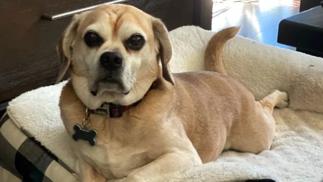 Dog laying on bed