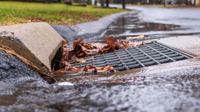 a catch basin with leaves around it