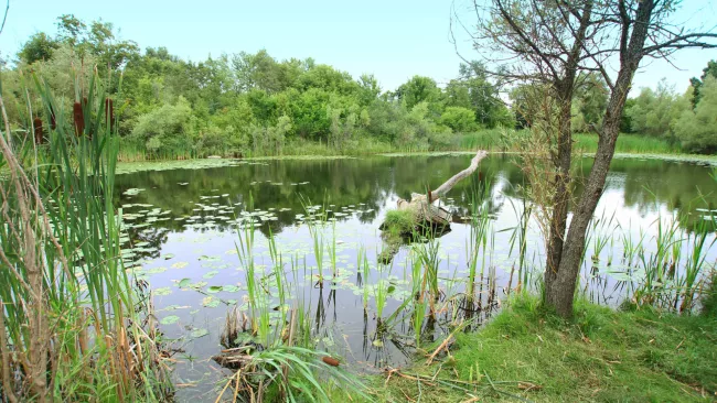 a stormwater pond