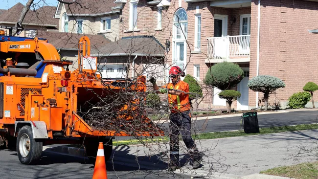 City crews performing tree maintenance