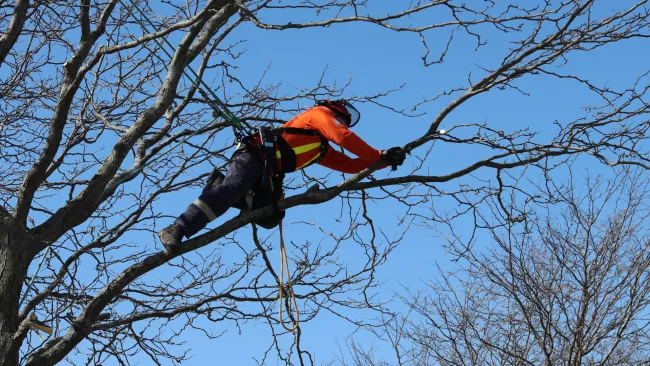 City crew pruning a tree