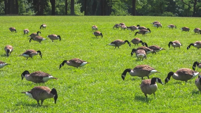 Geese in a field