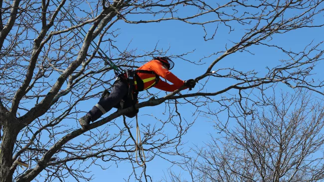 City staff servicing a tree