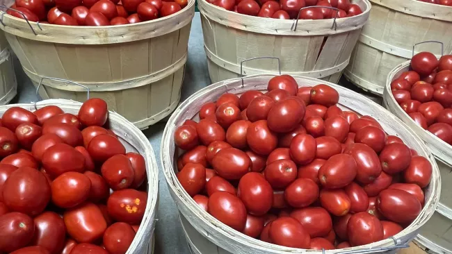 bushel baskets filled with tomatoes