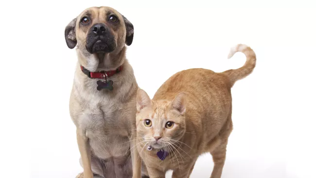 A dog and a cat looking cute.