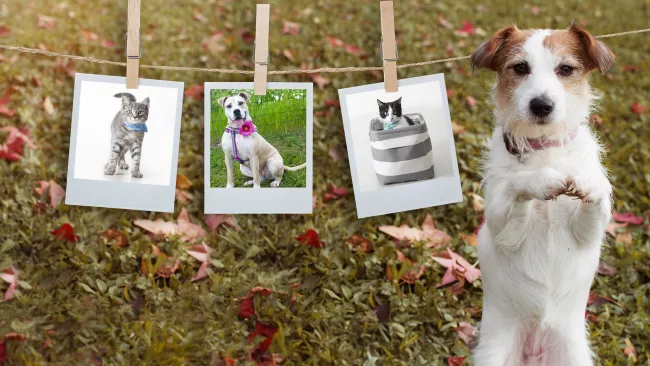 dog outside in front of photos of other pets