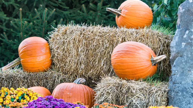 haystacks and pumpkins