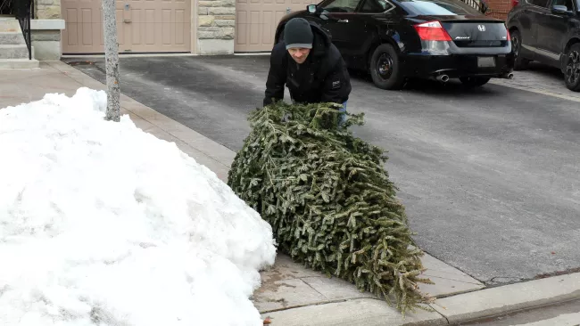 someone placing a christmas tree at the curb