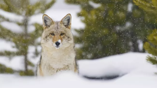 Coyote in the woods covered in snow.