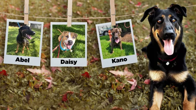 one dog sitting next to three photos of dogs up for adoption