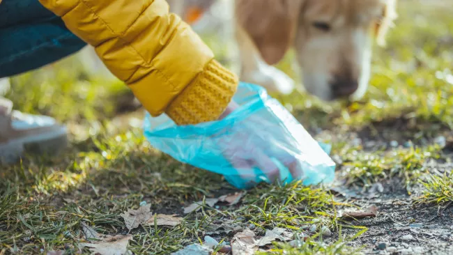 Person picking up after their dog.