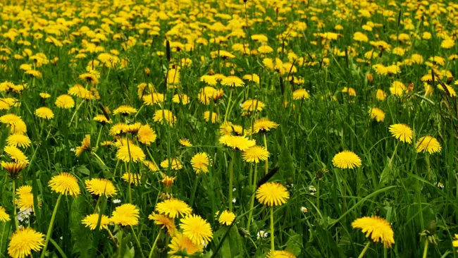 Dandelions 