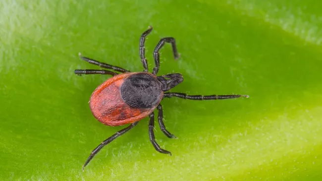 A blacklegged tick on a green leaf