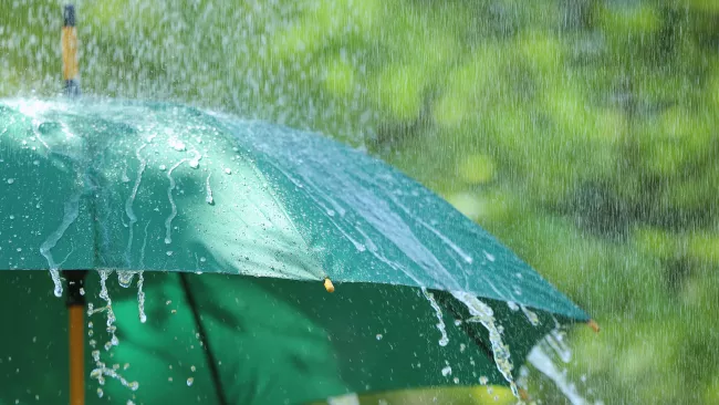 rain on a green umbrella