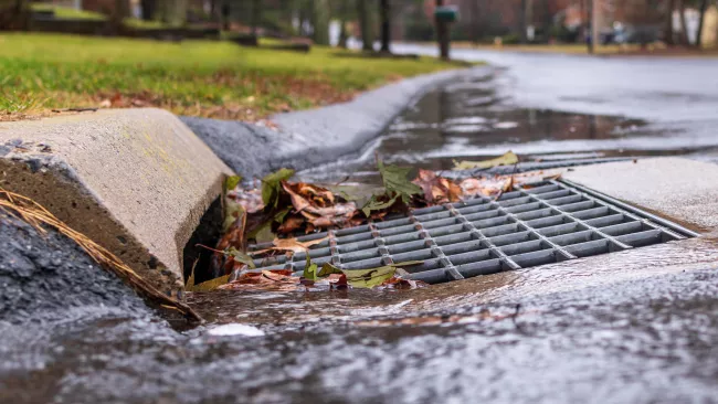 a catch basin with leaves around it