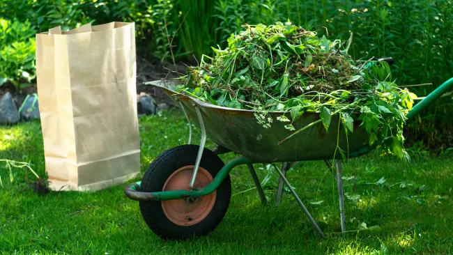 Leaf and yard waste