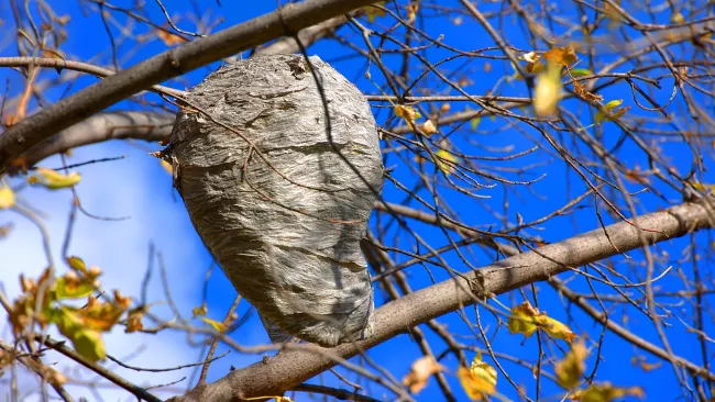 A wasp nest hanging in a tree