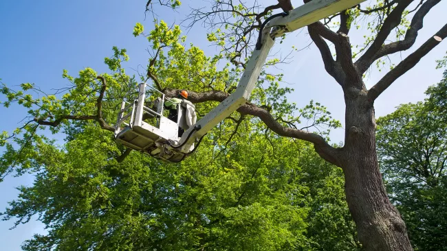 Utility crane with a person in it pruning tree branches