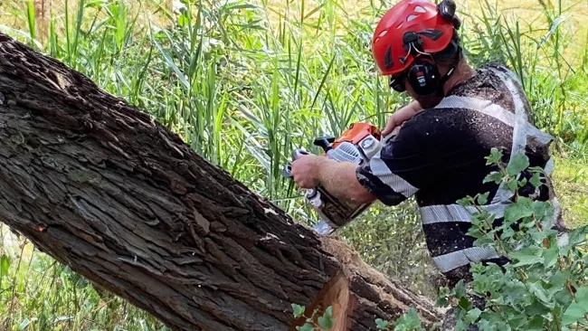 Tree maintenance