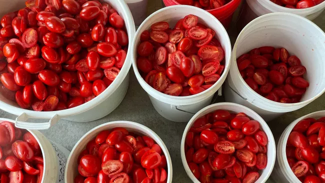 tomatoes in buckets