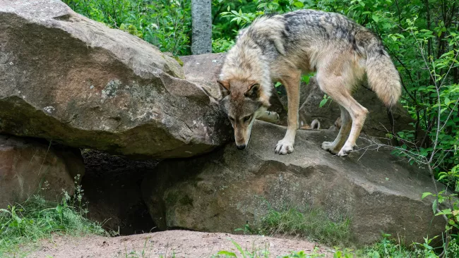 Keep a safe distance from coyotes and their dens 