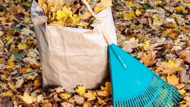 a yard waste bag and rake in a pile of leaves