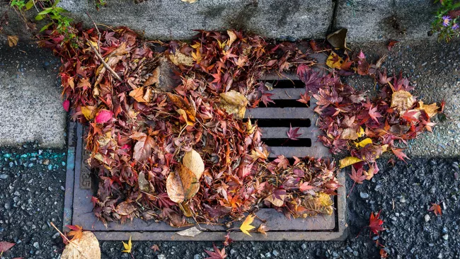 leaves covering a catch basin