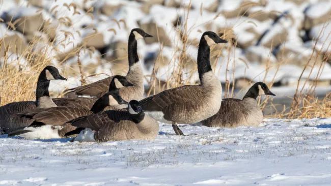 Don’t touch sick, injured or dead birds!