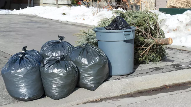 garbage bags and a tree placed at the curb