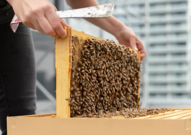 A person holding a piece of honeycomb